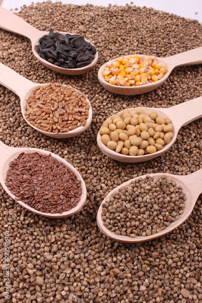 seed seed