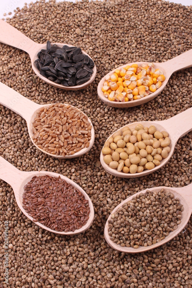 seed seed