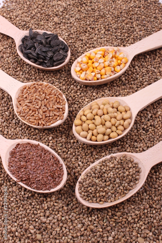 seed seed