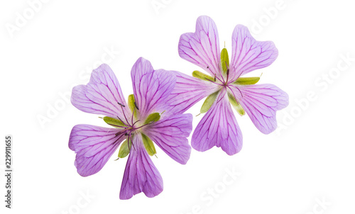 geranium flowers isolated