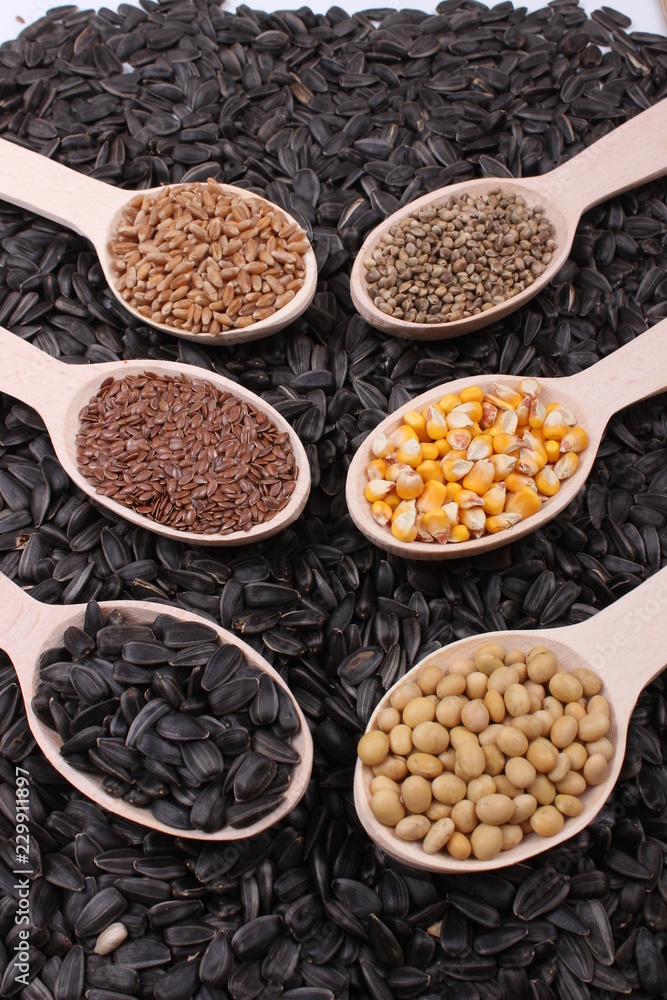 seed seed