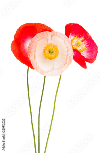 Fototapeta Naklejka Na Ścianę i Meble -  red poppies isolated