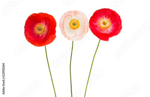 Fototapeta Naklejka Na Ścianę i Meble -  red poppies isolated