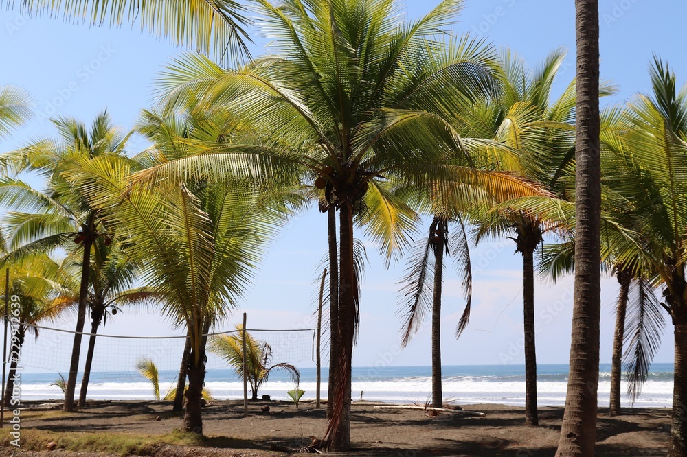 palm trees on the beach