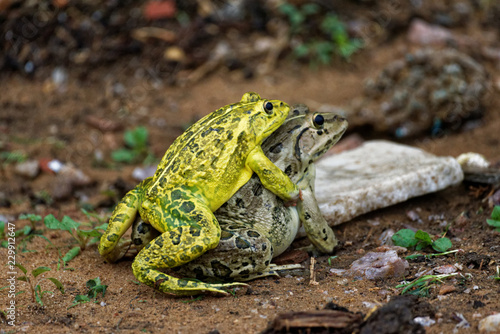 Photography Frogs mating season