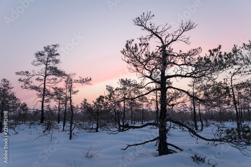 Beatiful sunrise in the winter, sunlight trought the trees, snowy, cold nature