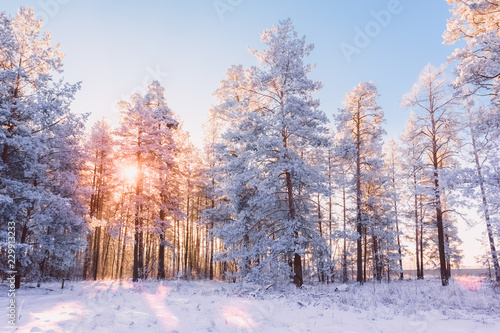 Winter forest landscape with pines and sun