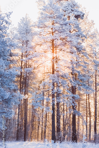 Piękny las zimowy krajobraz z sosny