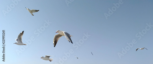 flock of seagulls in the sky, panoramic format, space for text © atdigit