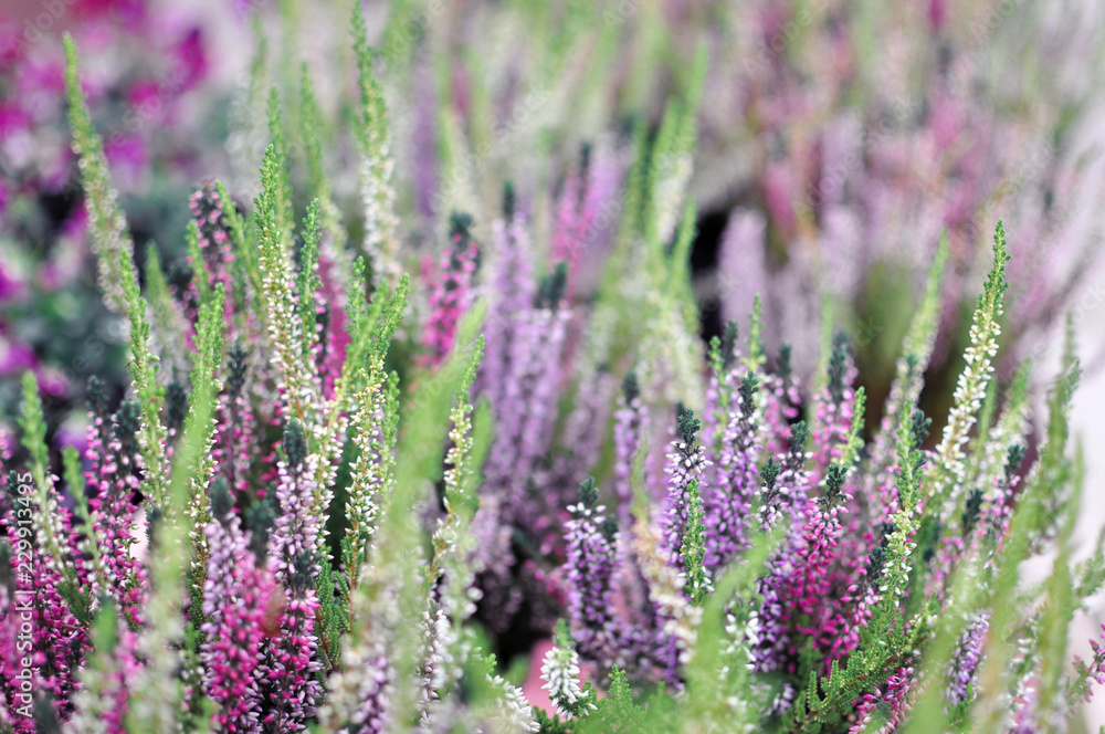 Obraz premium Erica plants, winter flowers in pink and purple close up. Symbol of winter time and holidays.