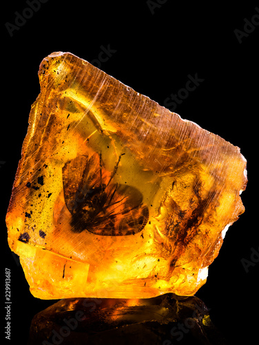 Amazing baltic amber with frozen in this piece a fly