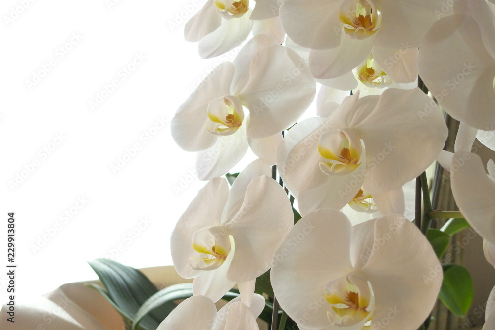 屋内の美しい白い胡蝶蘭（こちょうらん）の花 - Beautiful Phalaenopsis orchid flowers - obrazy, fototapety, plakaty 