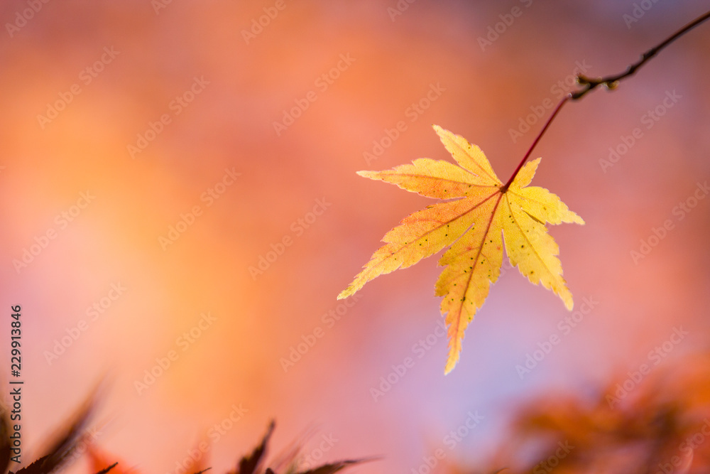 黄色い紅葉 黄色い紅葉