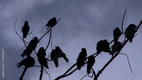 Black Ravens Standing on a Dead Tree on a Cloudy Day