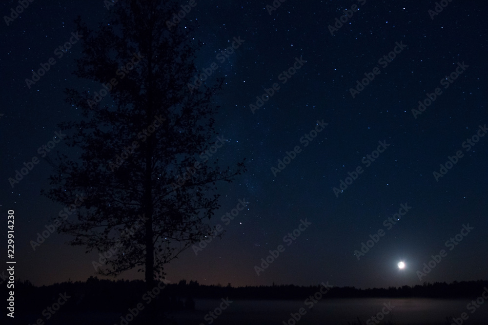A night landscape with a single, tall tree, stars shining in the black sky and the moon A night landscape with a single, tall tree, stars shining in the black sky and the moon