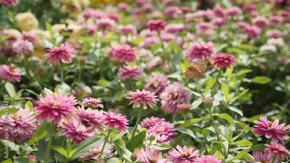 Butterfly flying in slow motion on a beautiful pink flower in the garden. Butterfly flying in slow motion on a beautiful pink flower in the garden.