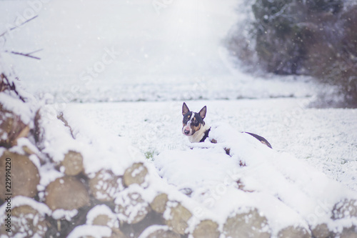 bull terrier enneigé
