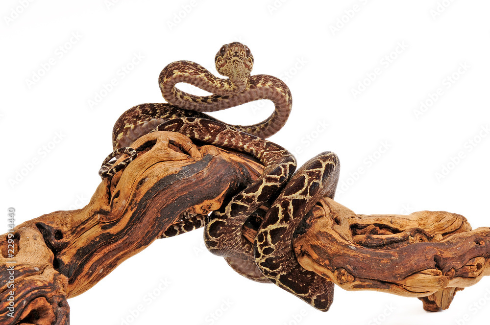 Fototapeta premium Gartenboa (Corallus hortulanus) - Garden Tree Boa 