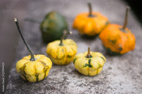 Little decorative pumpkins on a grey background photo