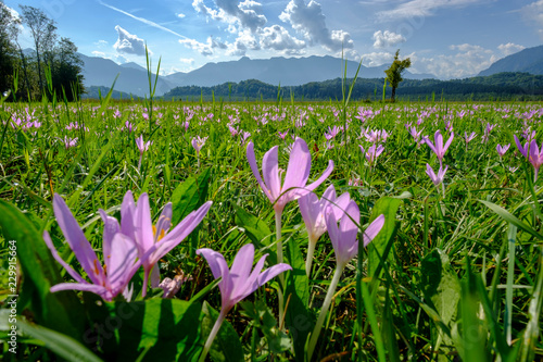 Germany, Bavaria, Murnauer Moos, Meadow saffron growing in the field