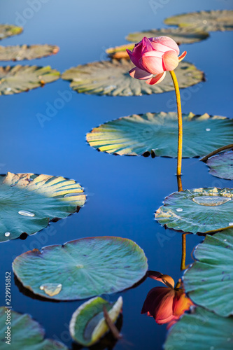 Fototapeta Naklejka Na Ścianę i Meble -  Lotus flower and its reflection in the water