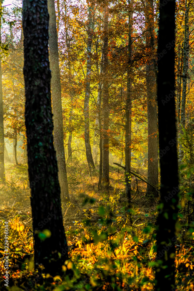 Fototapeta premium Höstmorgon i bokskog med dimma