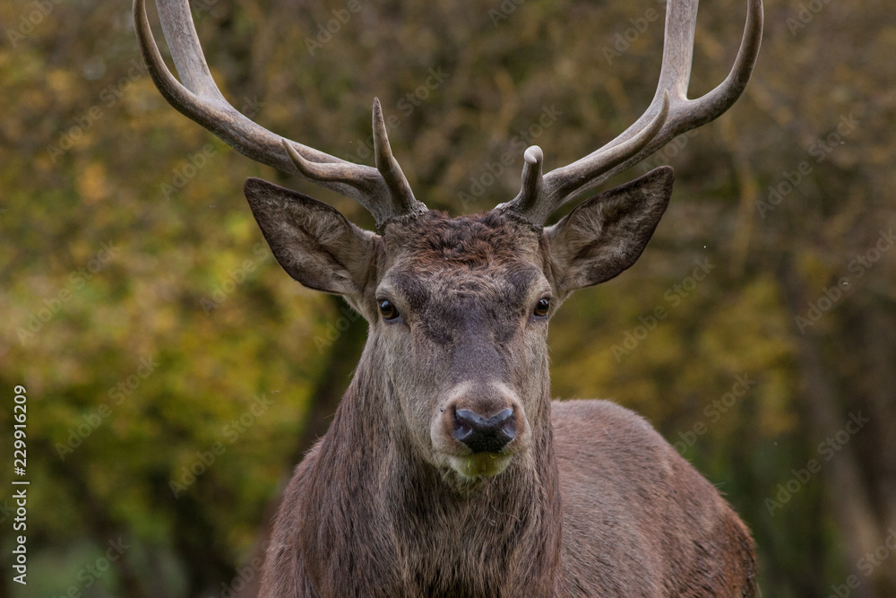 Rothirsch Portrait (Cervus elaphus) Rothirsch Portrait (Cervus elaphus)