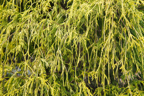Φωτογραφία Chamaecyparis pisifera filifera nana false cypress green plant