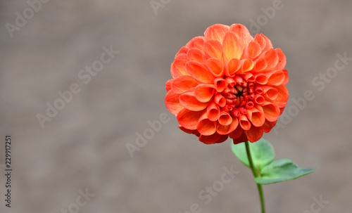 Fototapeta Naklejka Na Ścianę i Meble -  Einzelne Dahlie, freigestellt 