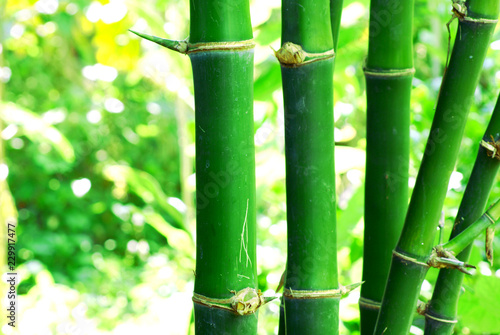 Close up on green bamboo with thorns, abstract soft focus natural background