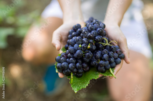 Grapes Harvest
