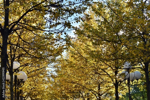 coloful tree alley with laterns in the fall or autum season in central Stockholm, Sweden photo