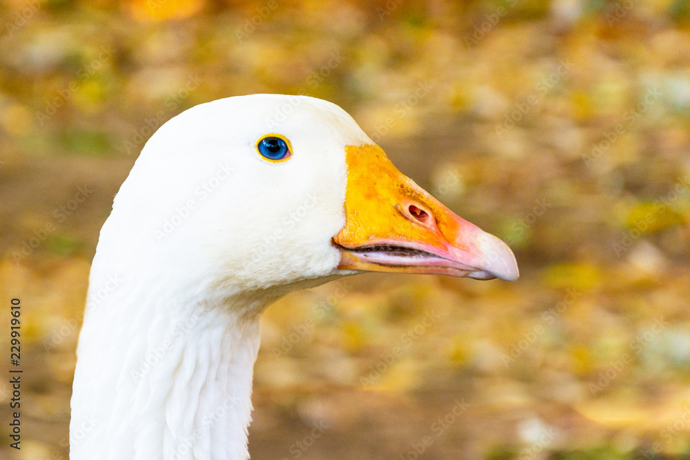 Portrait of a white geese with an orange beak. Breeding poultry for meat. Goose as a security guard. Anser anser domesticus