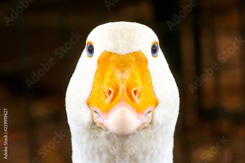 Portrait of a white geese with an orange beak. Breeding poultry for meat. Goose as a security guard. Anser anser domesticus