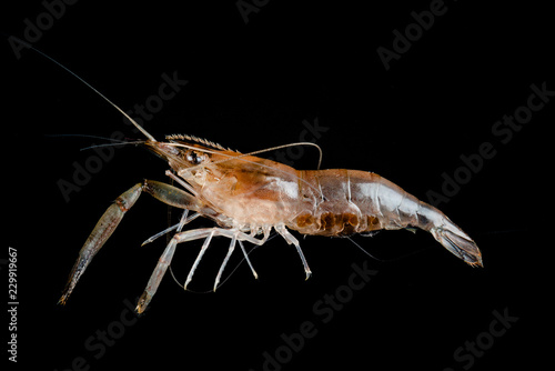 Closeup Fresh shrimp isolated on black background. Macro