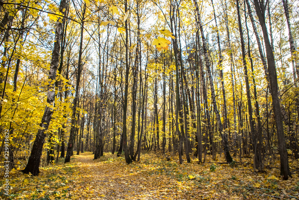 Fototapeta premium Warm golden autumn