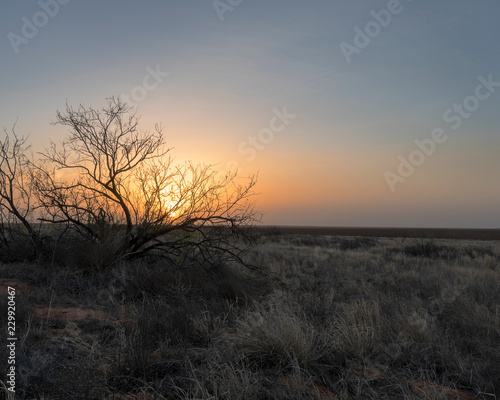Mesquite Bush at Sunrise near Seminole Texas