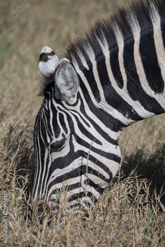 Fototapeta Naklejka Na Ścianę i Meble -  Zebra eating grass