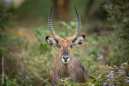Canvas Print Waterbuck in forests