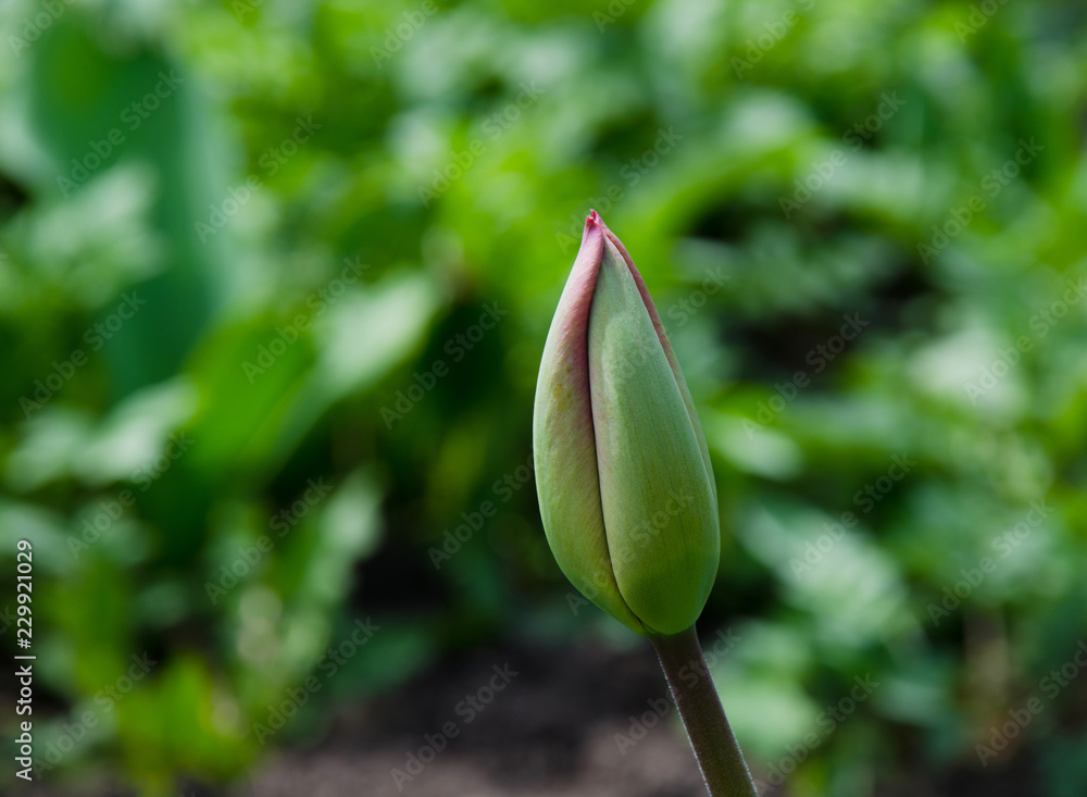 Green leaves and a bud tulip close-up Green leaves and a bud tulip close-up