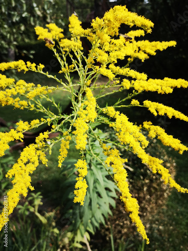 Biene auf gelben Blüten der Goldrute