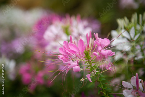beautiful flowers in garden for background