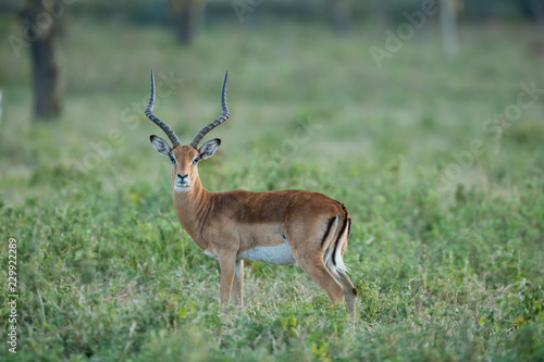 impala ram in forests