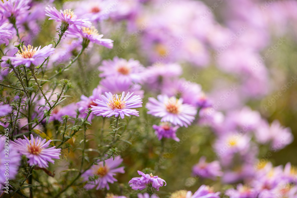 Chrysanthemums in the garden Chrysanthemums in the garden
