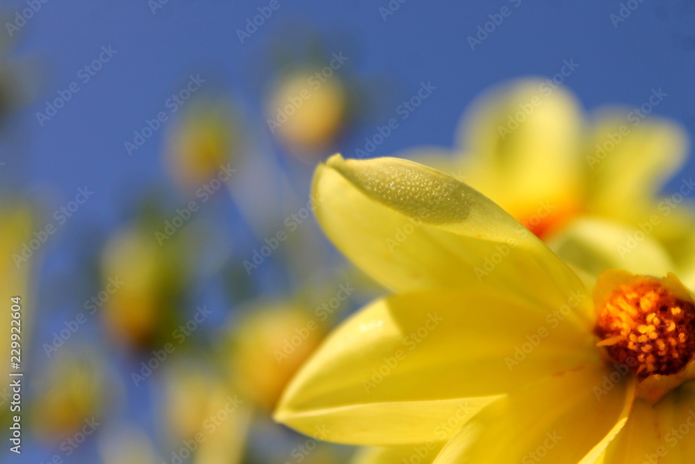 Fototapeta premium flower bed beautiful yellow flowers on the background of the summer blue sky photo