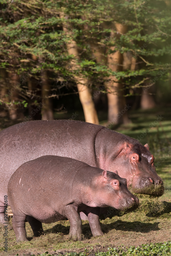hippos on the bank hippos on the bank