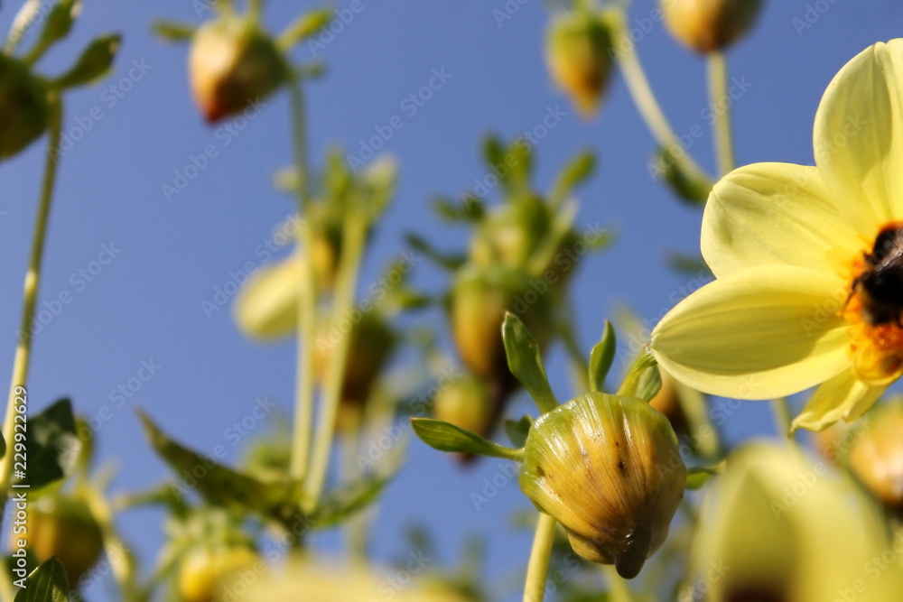 Obraz premium flower bed beautiful yellow flowers on the background of the summer blue sky photo