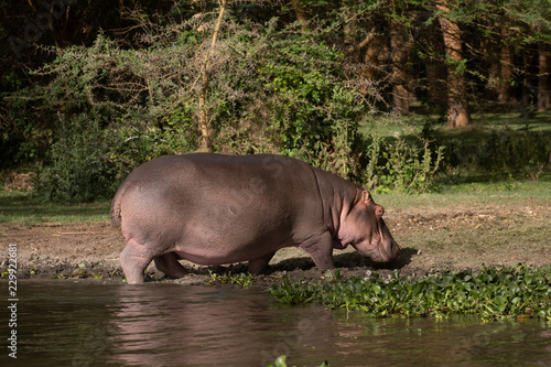 hippos on the bank
