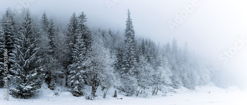 Winter white forest with snow, Christmas background © blas