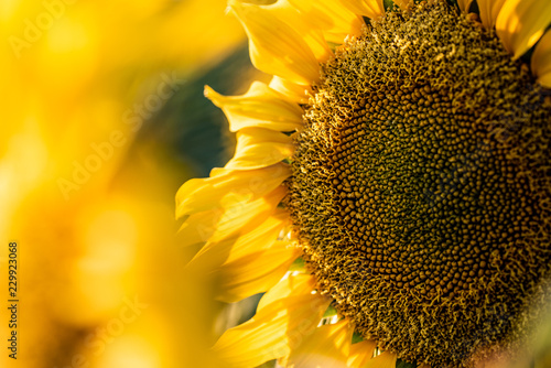 Fototapeta Naklejka Na Ścianę i Meble -  Sunflower close up sunny bright background